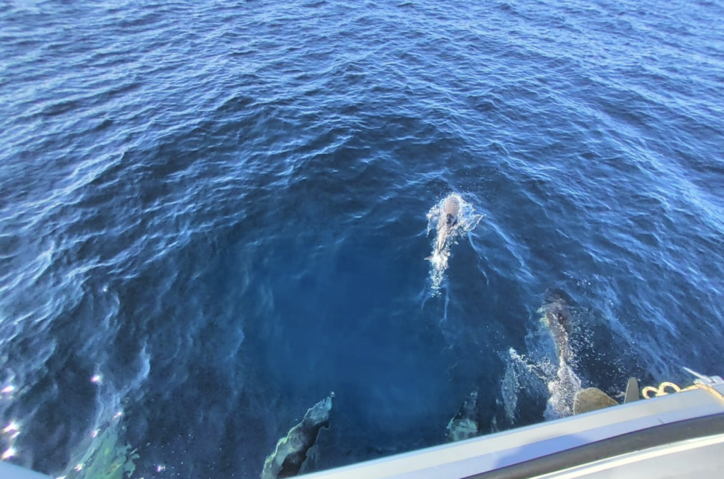 dauphins à bord du LUPIN - LAGOON 450F (2019)